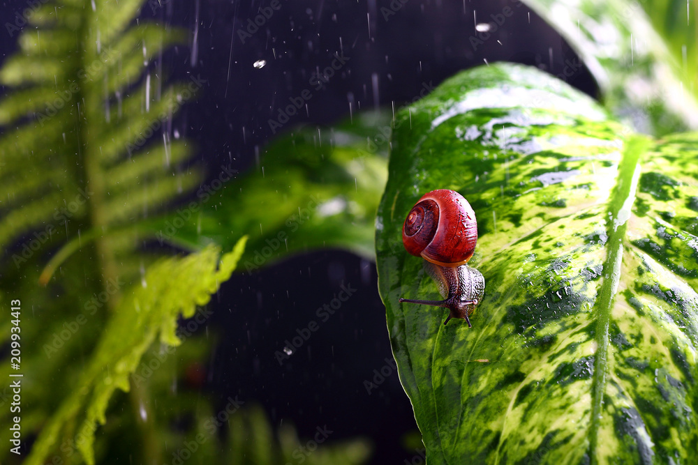 улитка на зеленом листе с каплями воды Stock-Foto | Adobe Stock