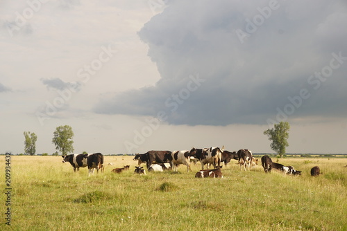 cows graze in a pasture outside the village 