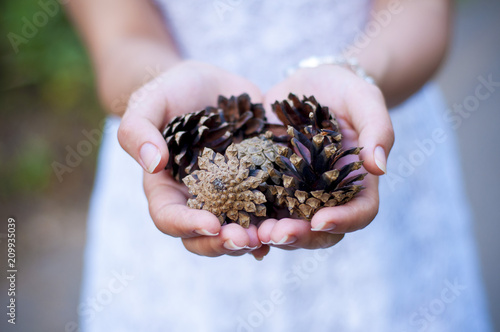 Pine cones in the hands of a girl in a white dress