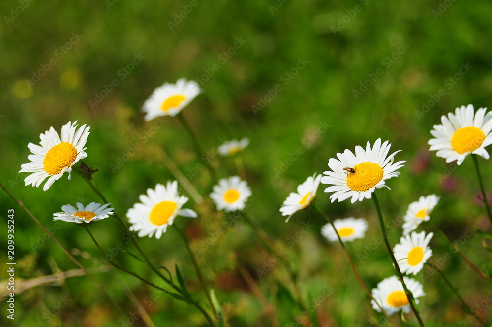 Сhamomiles in the field Сhamomiles in the field