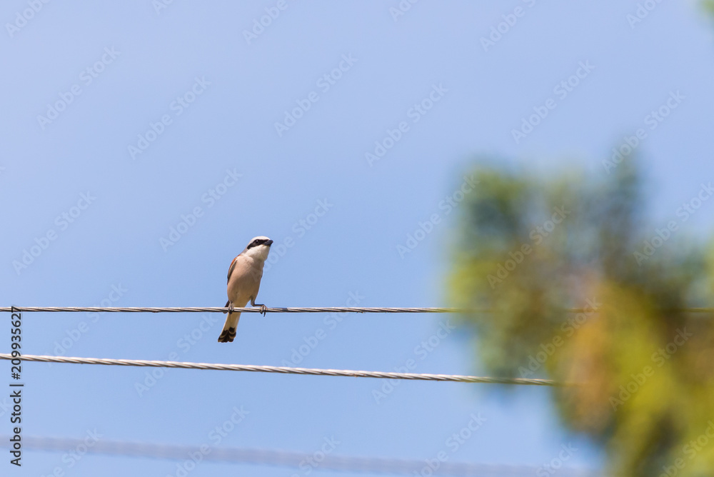 Northern Shrike or the Butcher Bird, Lanius excubitor, Great Grey Gray Shrike on a natural perch against a natural background. Northern Shrike or the Butcher Bird, Lanius excubitor, Great Grey Gray Shrike on a natural perch against a natural background.