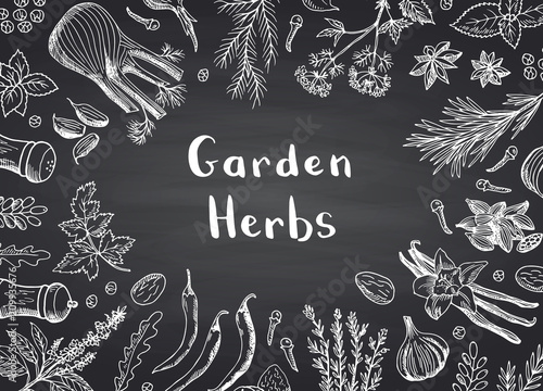 Vector hand drawn herbs and spices on black chalkboard background with place for text illustration
