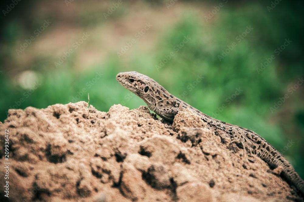 A brown lizard on the sand. Reptile wallpapers A brown lizard on the sand. Reptile wallpapers