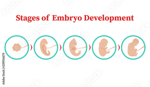 Stages of embryo development. Vector flat infographic icons.