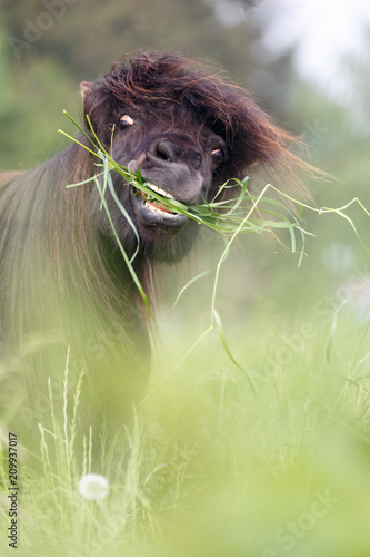 Fototapeta Naklejka Na Ścianę i Meble -  Pony im hohen Gras