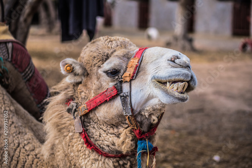 Camello enseñando los dientes