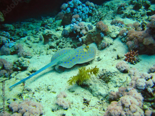Skate roundrays stingrays whiprays tropical fish on coral reefs