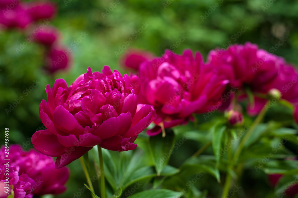 Fototapeta premium Red peonies in the garden. Blooming red peony.