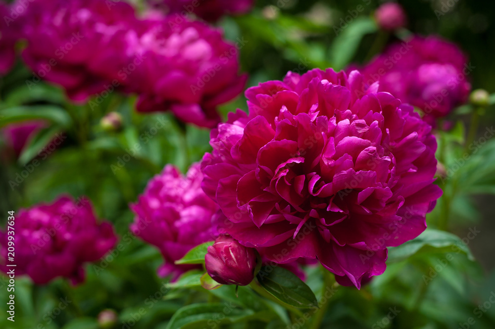 Red peonies in the garden. Blooming red peony. Red peonies in the garden. Blooming red peony.