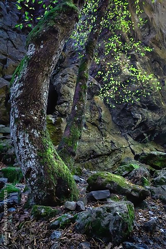 tree by the cliff tree by the cliff