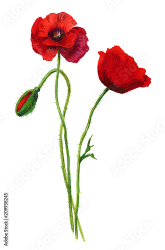 Watercolor red poppies bouquet. Hand painted floral illustration. Beautiful bright flowers