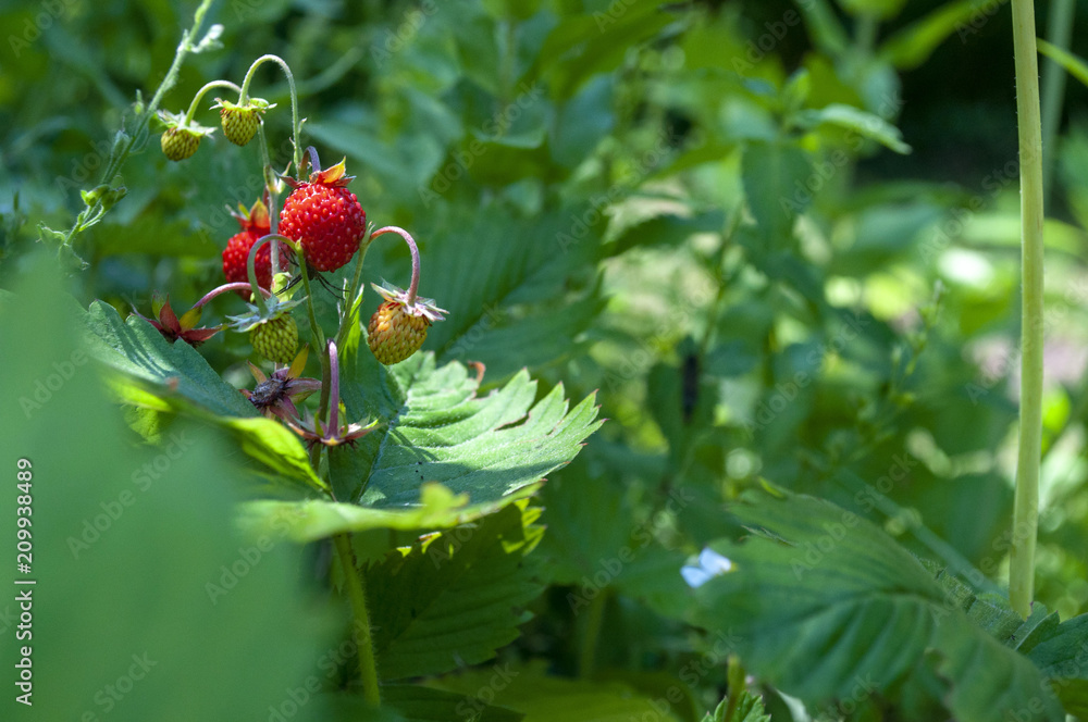 Fototapeta premium poziomka_2