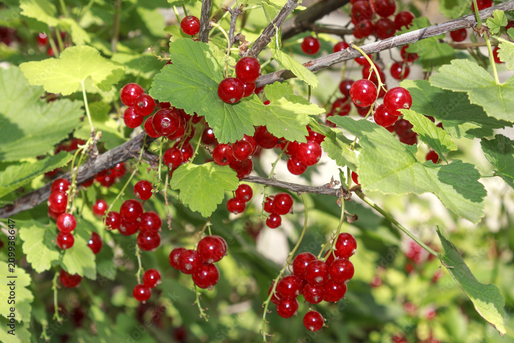 fruits of red currants on a bush, close-up fruits of red currants on a bush, close-up