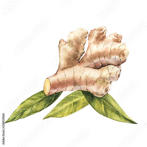 Hand Drawn Ginger watercolor sketch. Illustration For Food Design.