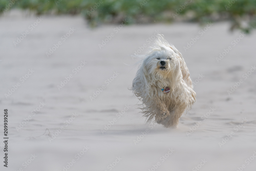 Schneller Hund am Strand