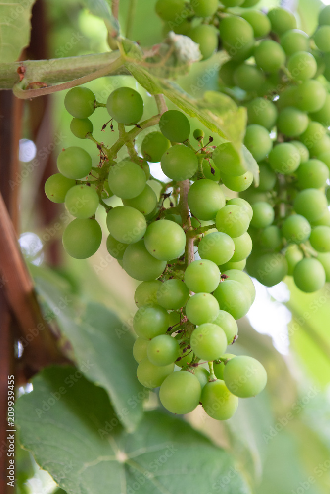 Ripening of white wine muscat grapes plants in great wine region of South Italy Apulia Ripening of white wine muscat grapes plants in great wine region of South Italy Apulia