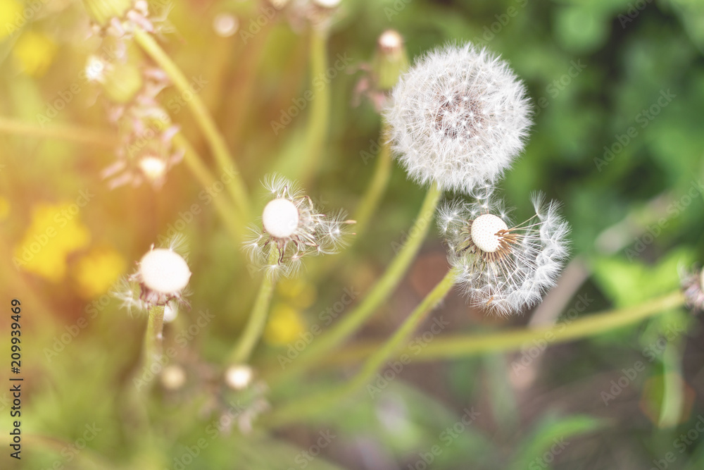 White fluffy dandelion in green grass at sunset White fluffy dandelion in green grass at sunset