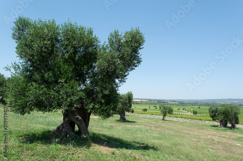 old olive trees in Apulia, Italy, famous center of extra virgine olive oil production