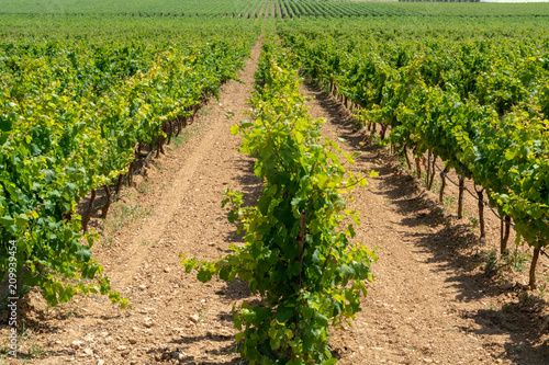 Schilderij op canvas Big vineyards with rows of wine grapes plants in great wine region of South Ital