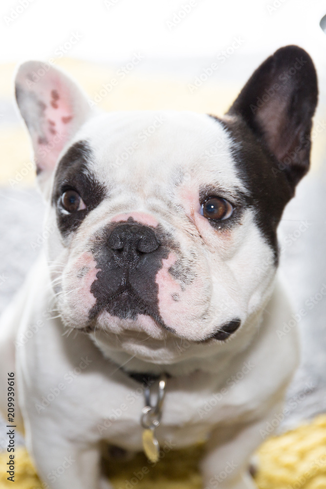 a black and white bulldog dog in portrait