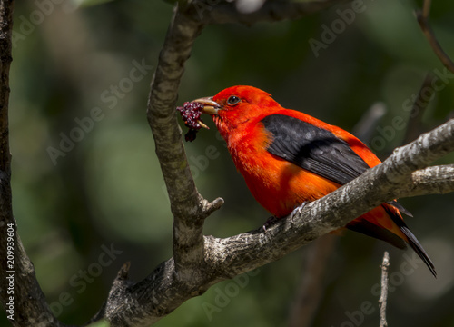 Scarlet Tanager with Mulberry
