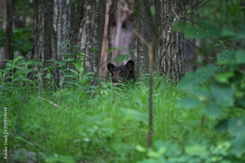 Black bear cub, Skyline Drive, Shenandoah National Park