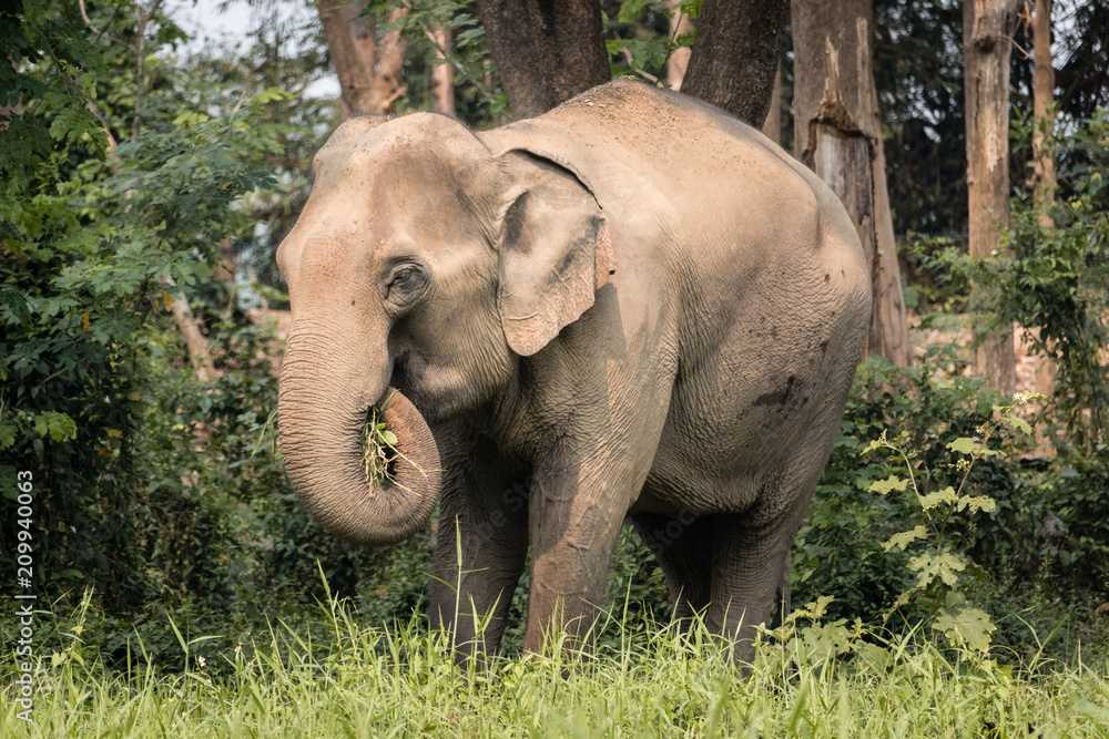 Elephant in Chiang Rai, Thailand