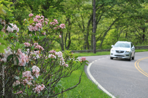 Mountain laurel in bloom, Skyline Drive, Shenandoah National Park