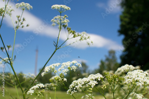  Cow Petrushka (Anthriscus sylvestris), against the background of the blue sky. Belarus.