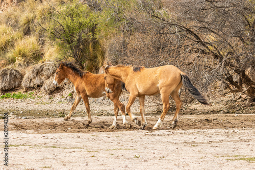 Salt River Wild Horses Sparring in the Arizona Desert