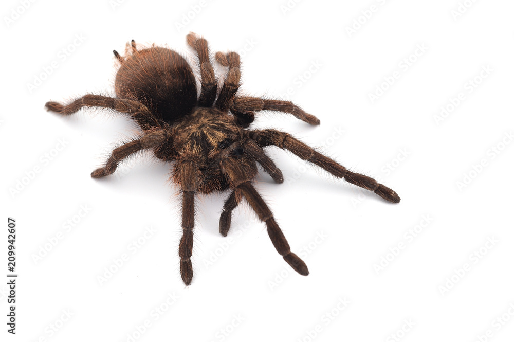 Birdeating Spider isolated on white background Birdeating Spider isolated on white background