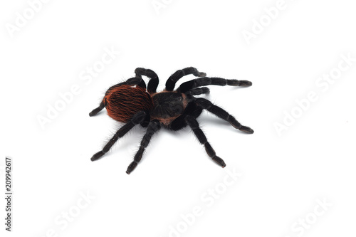 Birdeating Spider isolated on white background