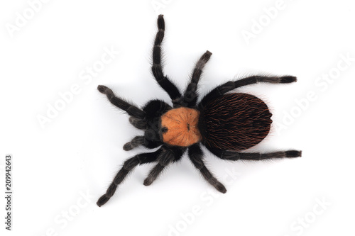 Birdeating Spider isolated on white background photo