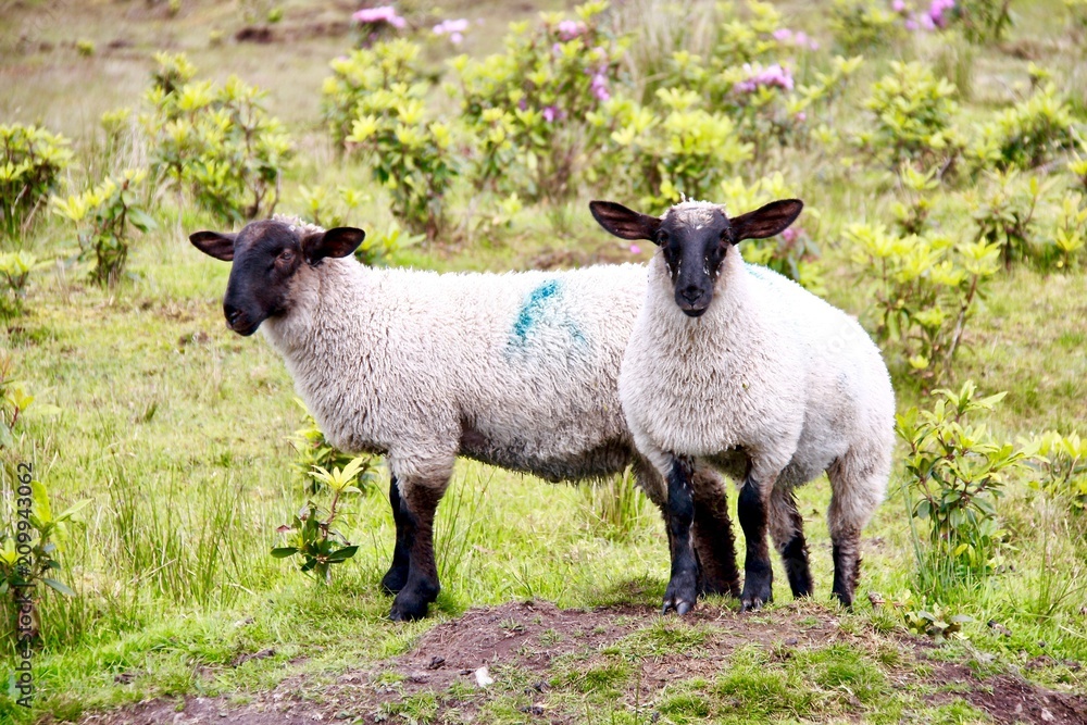 Naklejka premium Two sheep on a mound