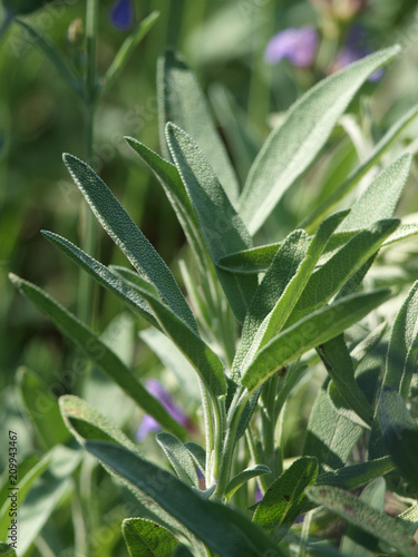 Spanischer Salbei  Salvia lavandulifolia