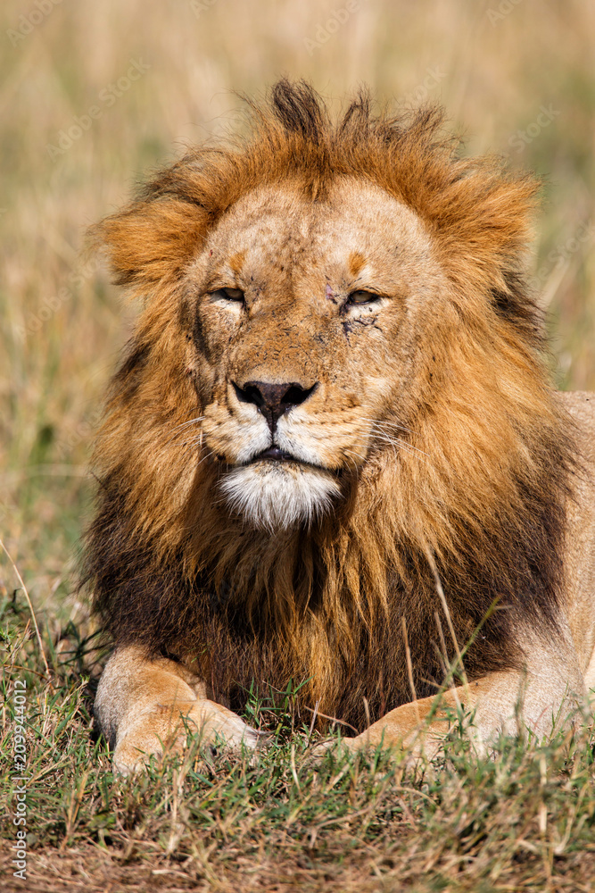 Obraz premium Portrait of a dominant male lion in the Masai Mara National Park in Kenya