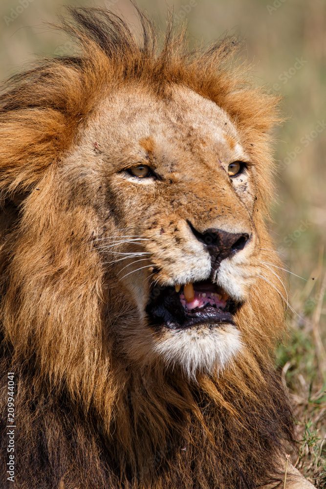 Portrait of a dominant male lion in the Masai Mara National Park in Kenya Portrait of a dominant male lion in the Masai Mara National Park in Kenya