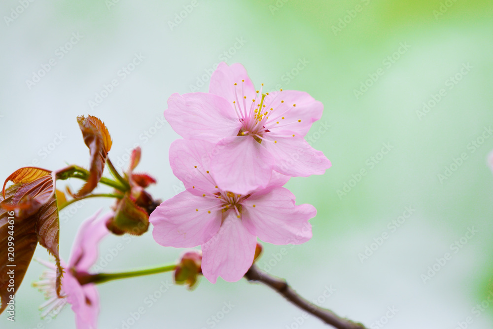 桜