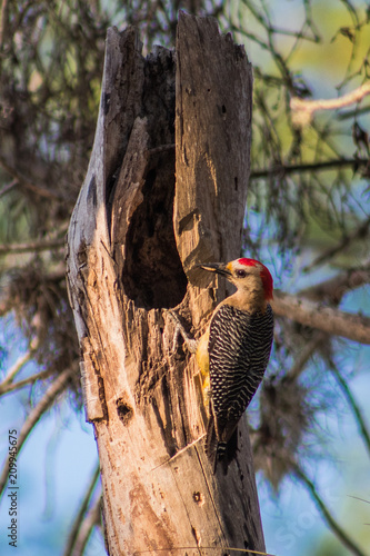 фотографія Mother Woodpecker