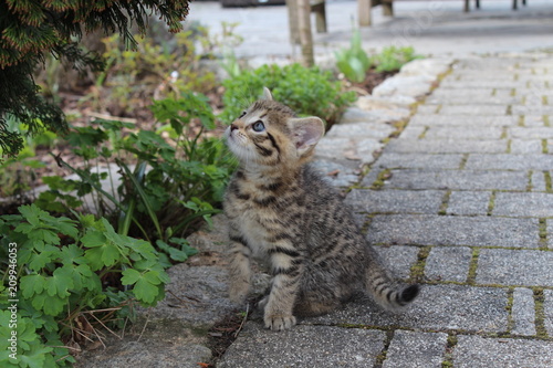 Kätzchen - Kitten photo