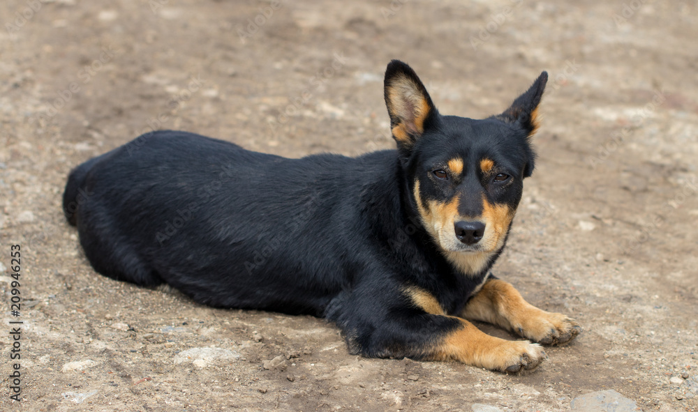dog mongrel dog looking at the camera dog mongrel dog looking at the camera