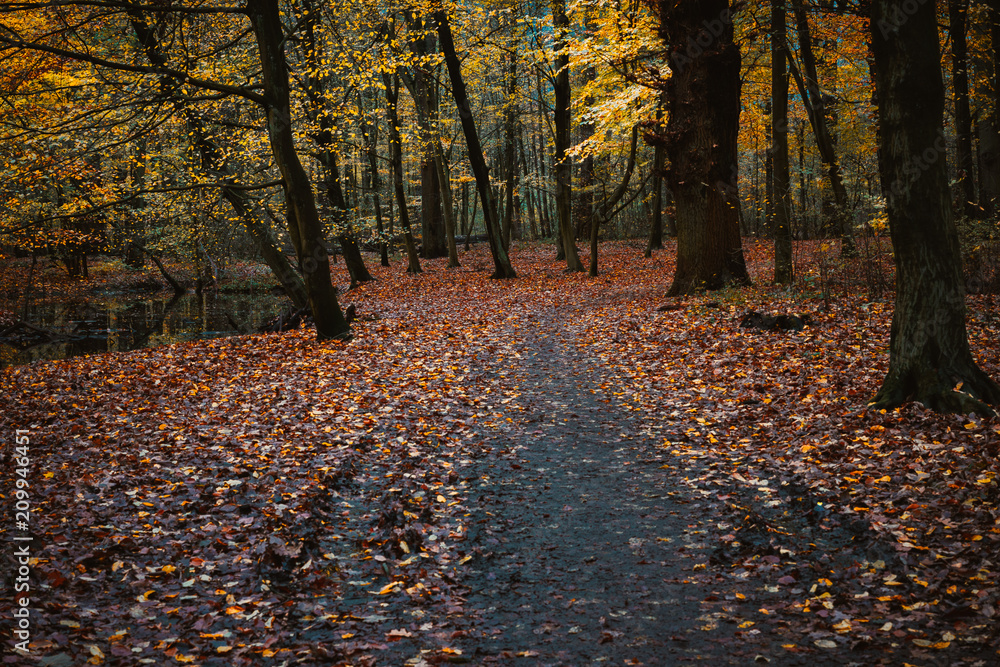 Pathway near pond between trees with last golden leaves in the beautiful autumn forest. Some leaves fallowing down to the ground