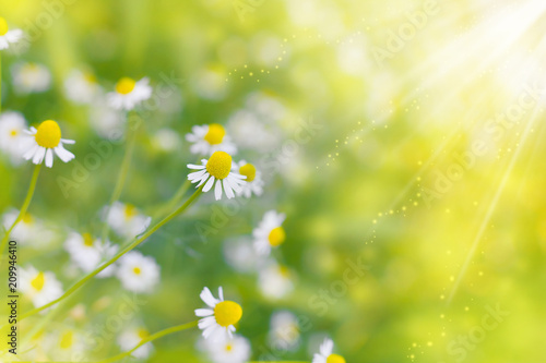 Chamomile  wild Daisies  Spring flowers field background in sun light. Nature scene with blooming medical Chamomile. Alternative medicine. Field of daisy flowers  selective focus
