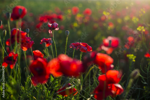 Fototapeta Naklejka Na Ścianę i Meble -  Blooming poppy field close-up, Latvia