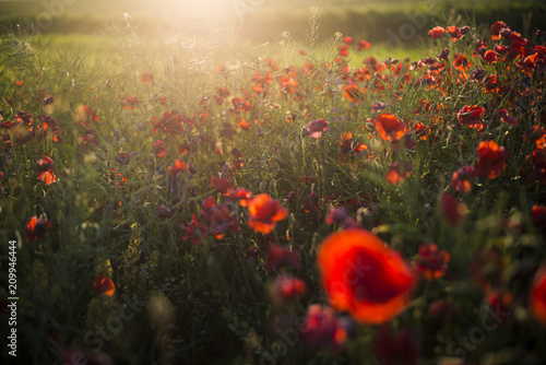 Fototapeta Naklejka Na Ścianę i Meble -  Blooming poppy field on a sunny summer day, close-up, Latvia