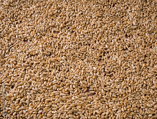 Background of scattered wheat grains