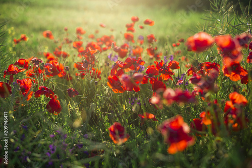 Fototapeta Naklejka Na Ścianę i Meble -  Blooming poppy field at sunset, close-up, Latvia
