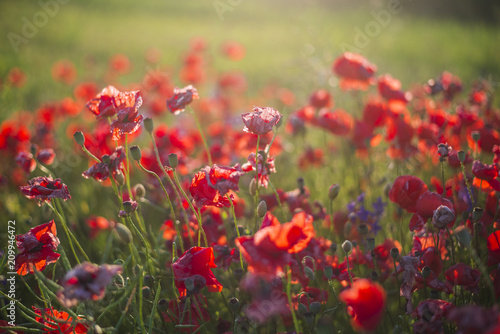 Fototapeta Naklejka Na Ścianę i Meble -  Blooming poppy field at sunset, close-up, Latvia