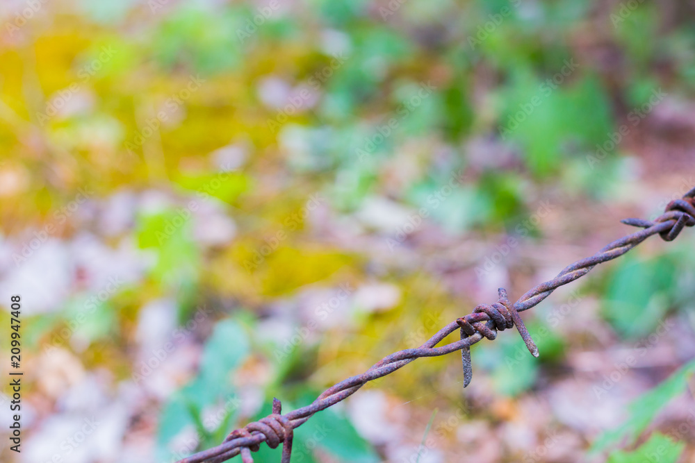 Barbed wire isolated on a blurry forest background 2 Barbed wire isolated on a blurry forest background 2
