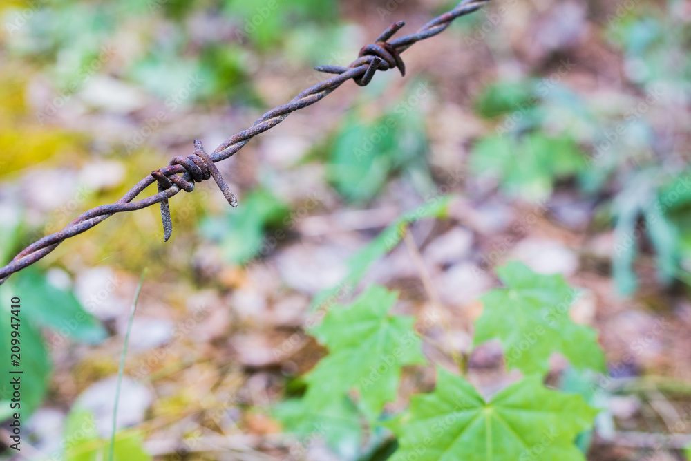 Barbed wire  isolated on a blurry forest background 3